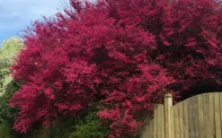 Zhuzhou Loropetalum (Chinese Fringeflower) - 3 Gallon Pot -OLALA Plant Shop loropetalum chinense zhu zhou 100