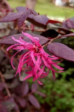 Zhuzhou Loropetalum (Chinese Fringeflower) - 3 Gallon Pot -OLALA Plant Shop loropetalum chinense zhu zhou 101