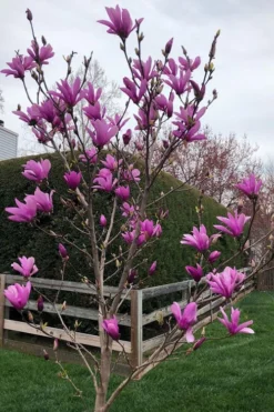 Ann Magnolia Tulip Tree - 5 Gallon Pot 12 Ann Magnolia Tulip Tree - 5 Gallon Pot -OLALA Plant Shop magnolia ann tulip tree 100
