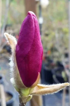 Betty Magnolia Tulip Tree - 1 Gallon Pot -OLALA Plant Shop magnolia betty 21 1