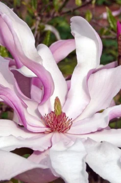 Betty Magnolia Tulip Tree - 1 Gallon Pot