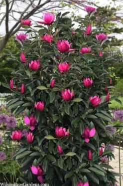 Pink Pyramid Magnolia (Tulip Tree) - 7 Gallon Pot -OLALA Plant Shop magnolia pink pyramid tulip tree 120copy