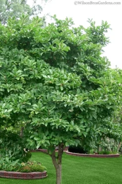 Centennial Star Magnolia - 1 Gallon Pot 12 Centennial Star Magnolia - 1 Gallon Pot -OLALA Plant Shop magnolia stellata 1 2