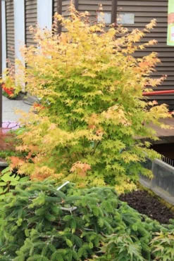 Bihou Yellow Bark Japanese Maple - 1 Gallon Pot 11 Bihou Yellow Bark Japanese Maple - 1 Gallon Pot -OLALA Plant Shop maple japanese bihou 2 500x750 2