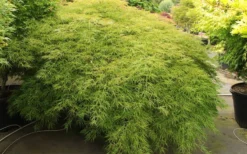 Otto's Dissectum Japanese Maple (Acer Palmatum) - 5 Gallon Pot -OLALA Plant Shop maple japanese ottos 2 800x500 1