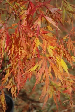 Otto's Dissectum Japanese Maple (Acer Palmatum) - 5 Gallon Pot -OLALA Plant Shop maple japanese ottos 500x750 1