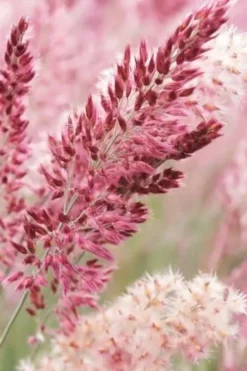 Savannah Ruby Grass (Melinus Nerviglumis) - 6 Pack Of 1 Gallon Pots -OLALA Plant Shop melinus nerviglumis ruby grass 1