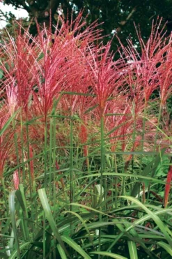 Flame Grass (Miscanthus 'Purpurascens') - 6 Pack Of 1 Gallon Pots -OLALA Plant Shop miscanthus purpurascens flame grass 1 1
