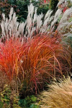 Flame Grass (Miscanthus 'Purpurascens') - 6 Pack Of 1 Gallon Pots -OLALA Plant Shop miscanthus purpurascens flame grass 10 1