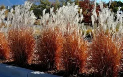 Flame Grass (Miscanthus 'Purpurascens') - 6 Pack Of 1 Gallon Pots -OLALA Plant Shop miscanthus purpurascens flame grass 5 1
