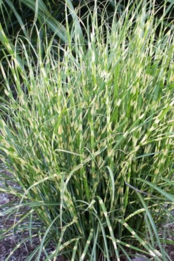 Bandwidth Dwarf Zebra Grass - 1 Gallon Pot