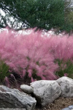Pink Muhly Grass - Cotton Candy Grass - 1 Gallon Pot -OLALA Plant Shop muhlenbergia capillaris pink muhly cotton candy grass 202 2