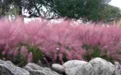 Pink Muhly Grass - Cotton Candy Grass - 3 Gallon Pot -OLALA Plant Shop muhlenbergia capillaris pink muhly cotton candy grass 204 1