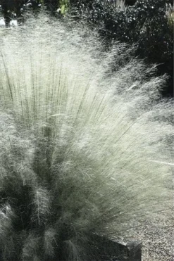White Cloud Muhly Grass - 3 Gallon Pot -OLALA Plant Shop muhlenbergia capillaris white cloud muhly grass 101 thumbnail