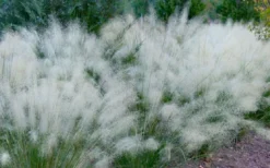 White Cloud Muhly Grass - 1 Gallon Pot 13 White Cloud Muhly Grass - 1 Gallon Pot -OLALA Plant Shop muhlenbergia capillaris white cloud muhly grass 102