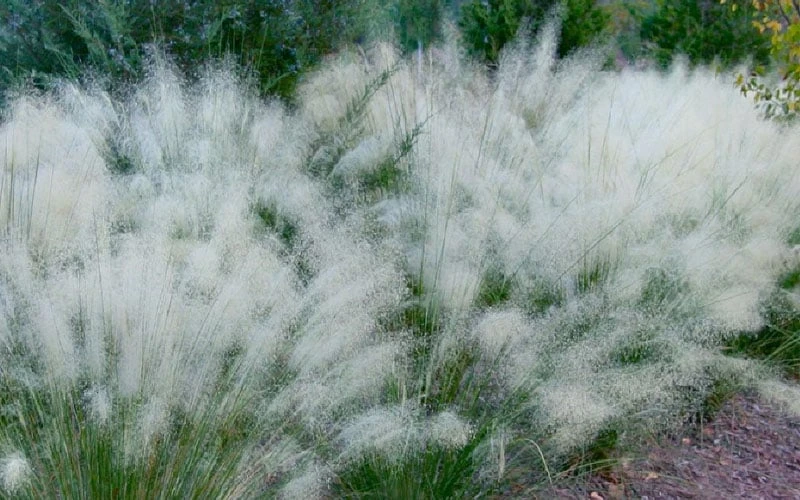 White Cloud Muhly Grass - 1 Gallon Pot 6 White Cloud Muhly Grass - 1 Gallon Pot - Image 6