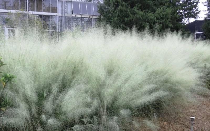 White Cloud Muhly Grass - 1 Gallon Pot 7 White Cloud Muhly Grass - 1 Gallon Pot - Image 7
