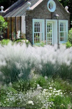 White Cloud Muhly Grass - 1 Gallon Pot 12 White Cloud Muhly Grass - 1 Gallon Pot -OLALA Plant Shop muhlenbergia capillaris white cloud muhly grass 108