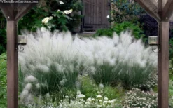 White Cloud Muhly Grass - 3 Gallon Pot -OLALA Plant Shop muhlenbergia capillaris white cloud muhly grass 109 1