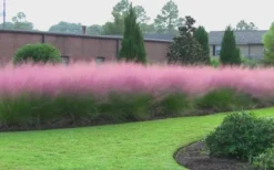 Pink Muhly Grass (Cotton Candy Grass) - 1 Gallon Pot (On Sale) -OLALA Plant Shop muhly grass pink 70