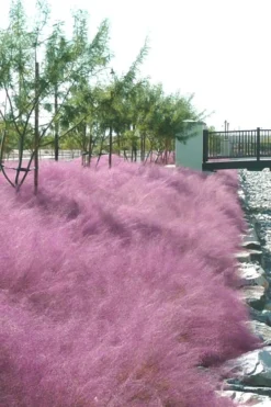Pink Muhly Grass - Cotton Candy Grass - 3 Gallon Pot -OLALA Plant Shop muhly grass pink 77 1