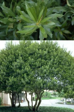 Southern Wax Myrtle - 7 Gallon Pot (3-4') -OLALA Plant Shop myrica cerifera southern wax myrtle 100