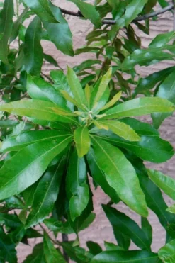 Southern Wax Myrtle - 7 Gallon Pot (3-4') -OLALA Plant Shop myrica cerifera southern wax myrtle 102