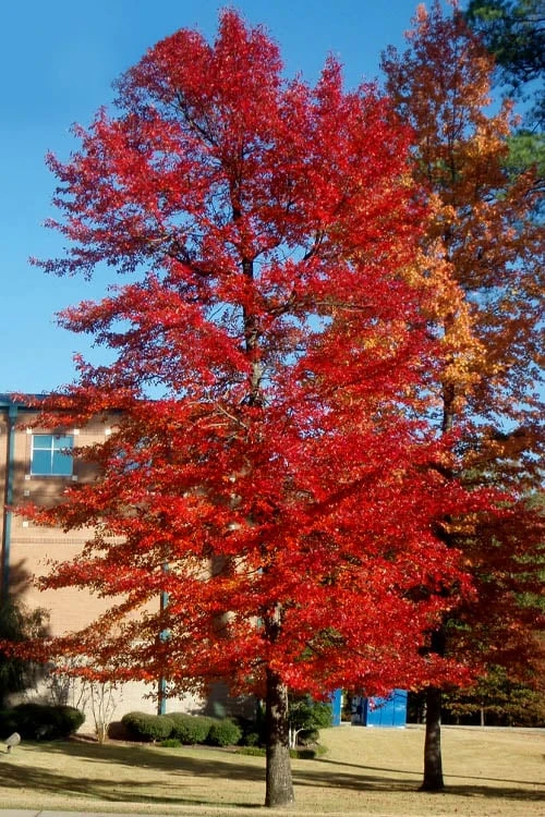 Black Gum Tupelo Tree (Nyssa Sylvatica) - 1 Gallon Pot 6 Black Gum Tupelo Tree (Nyssa Sylvatica) - 1 Gallon Pot - Image 6
