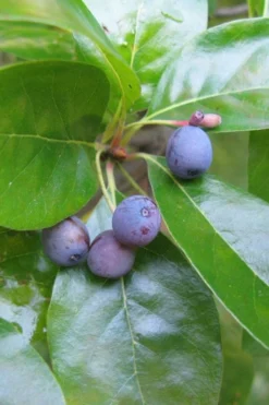 Black Gum Tupelo Tree (Nyssa Sylvatica) - 1 Gallon Pot 16 Black Gum Tupelo Tree (Nyssa Sylvatica) - 1 Gallon Pot -OLALA Plant Shop nyssa sylvatica black gum tupelo tree fruit 1 1