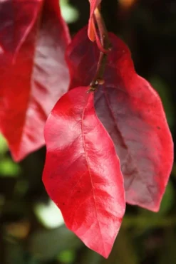 Black Gum Tupelo Tree (Nyssa Sylvatica) - 3 Gallon Pot 17 Black Gum Tupelo Tree (Nyssa Sylvatica) - 3 Gallon Pot -OLALA Plant Shop nyssa sylvatica black gum tupelo tree leaf