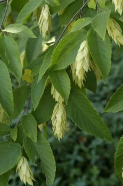 American Hop Hornbeam (Ostrya Virginiana) - 3 Gallon Pot -OLALA Plant Shop ostrya virginiana hophornbeam tree 6