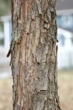 American Hop Hornbeam (Ostrya Virginiana) - 3 Gallon Pot -OLALA Plant Shop ostrya virginiana hophornbeam tree 8