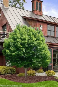 American Hop Hornbeam (Ostrya Virginiana) - 3 Gallon Pot -OLALA Plant Shop ostrya virginiana hophornbeam tree 9