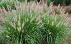 Etouffee Hardy Fountain Grass (Pennisetum Alopecuroides) - 1 Gallon Pot -OLALA Plant Shop pennisetum alopecuroides etouffee fountain grass 4