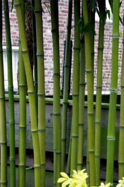 Incense Bamboo (Phyllostachys Atrovaginata) - 3 Gallon Pot -OLALA Plant Shop phyllostachys atrovaginata incense bamboo 2
