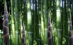 Incense Bamboo (Phyllostachys Atrovaginata) - 3 Gallon Pot -OLALA Plant Shop phyllostachys atrovaginata incense bamboo 3