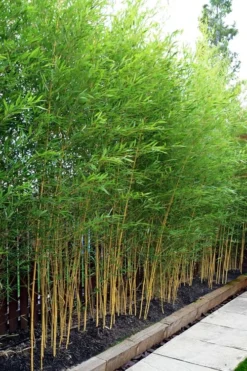 Koi Golden Bamboo (Phyllostachys Aurea 'Koi') - 3 Gallon Pot (2-4') -OLALA Plant Shop phyllostachys aurea koi golden bamboo 100 1
