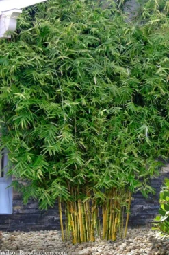 Koi Golden Bamboo (Phyllostachys Aurea 'Koi') - 3 Gallon Pot (4-6'+) -OLALA Plant Shop phyllostachys aurea koi golden bamboo 101