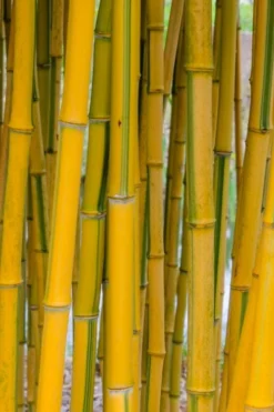 Green Groove Golden Bamboo - Phyllostachys Aureosulcata 'Spectabilis' - 3 Gallon Pot (4-6') -OLALA Plant Shop phyllostachys aureosulcata spectabilis green groove bamboo 101