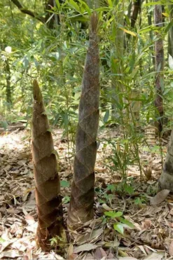 Moso Giant Bamboo (Phyllostachys Edulis 'Moso') - 3 Gallon Pot (2-4') -OLALA Plant Shop phyllostachys edulis moso giant timber bamboo 100 1