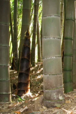 Moso Giant Bamboo (Phyllostachys Edulis 'Moso') - 3 Gallon Pot (2-4') -OLALA Plant Shop phyllostachys edulis moso giant timber bamboo 101 1