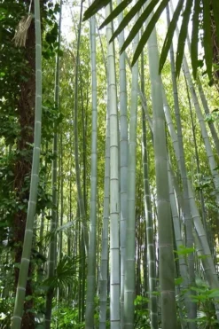 Moso Giant Bamboo (Phyllostachys Edulis 'Moso') - 3 Gallon Pot (2-4') -OLALA Plant Shop phyllostachys edulis moso giant timber bamboo 105 1