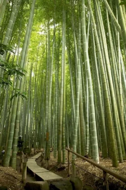 Moso Giant Bamboo (Phyllostachys Edulis 'Moso') - 3 Gallon Pot (4-6') -OLALA Plant Shop phyllostachys edulis moso giant timber bamboo 106
