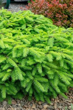 Bird's Nest Spruce (Picea Abies 'Nidiformis') - 2 Gallon Pot -OLALA Plant Shop picea abies nidiformis birds nest norway spruce 1