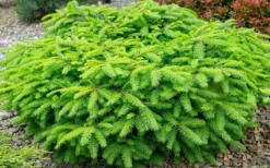 Bird's Nest Spruce (Picea Abies 'Nidiformis') - 2 Gallon Pot -OLALA Plant Shop picea abies nidiformis birds nest norway spruce 2