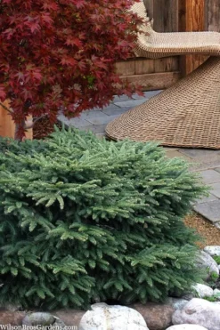 Bird's Nest Spruce (Picea Abies 'Nidiformis') - 1 Gallon Pot
