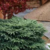 Bird's Nest Spruce (Picea Abies 'Nidiformis') - 2 Gallon Pot