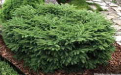 Bird's Nest Spruce (Picea Abies 'Nidiformis') - 2 Gallon Pot -OLALA Plant Shop picea abies nidiformis birds nest norway spruce 9