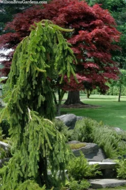 Weeping Norway Spruce (Picea Abies 'Pendula') - 5 Gallon Pot -OLALA Plant Shop picea abies pendula weeping norway spruce 10 1