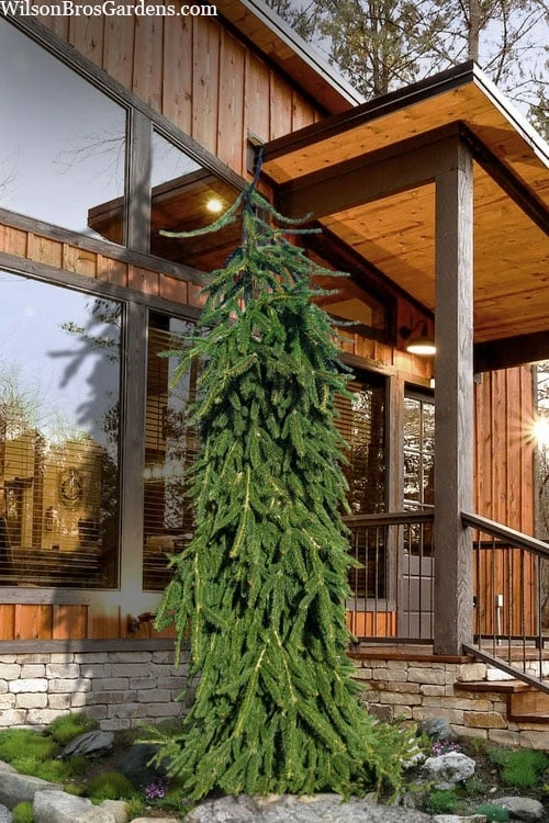 Weeping Norway Spruce (Picea Abies 'Pendula') - 2 Gallon Pot 1 Weeping Norway Spruce (Picea Abies 'Pendula') - 2 Gallon Pot